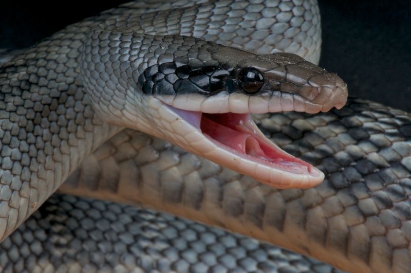 Snake Pest Control Service detail