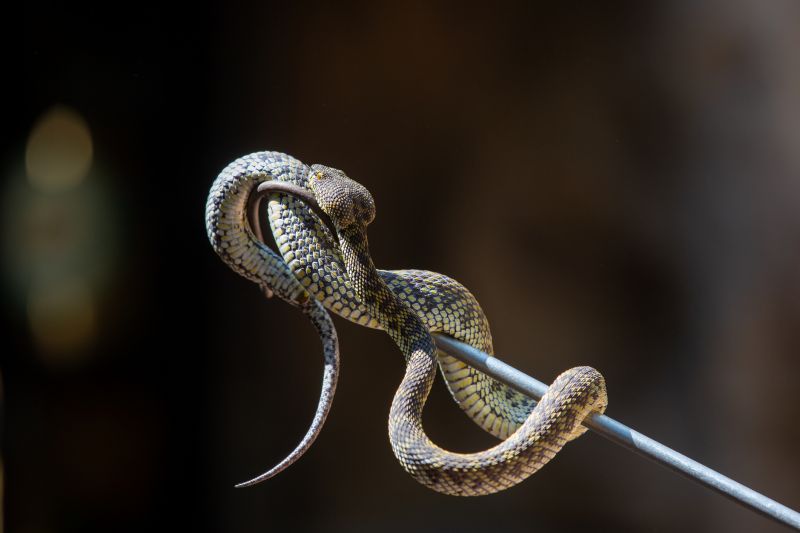 Snake Pest Control Service detail