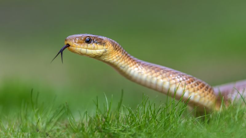Snake Pest Control Service detail